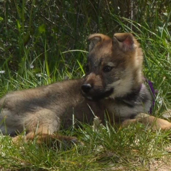 cuccioli di cane lupo cecoslovacco 