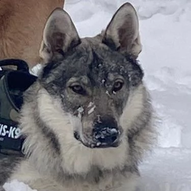 cuccioli di cane lupo cecoslovacco  | Foto 6