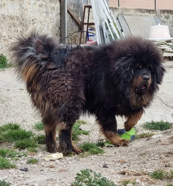 mix di pastore mastino tibetano