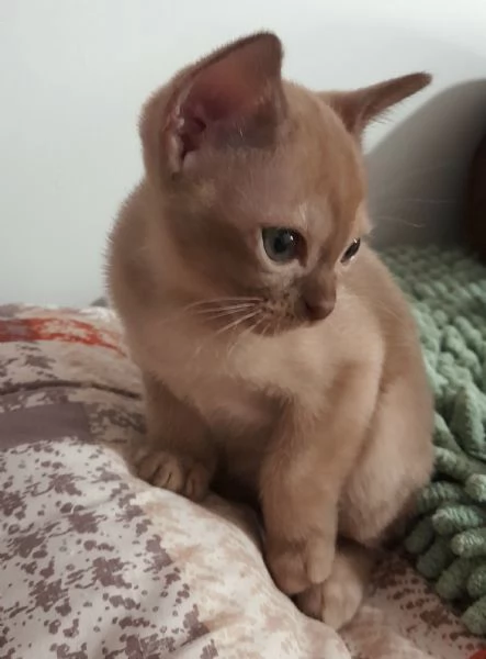 gattino burmese | Foto 1