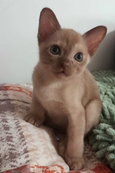 gattino burmese