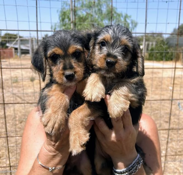 Cuccioli 2 mesi taglia media  | Foto 3