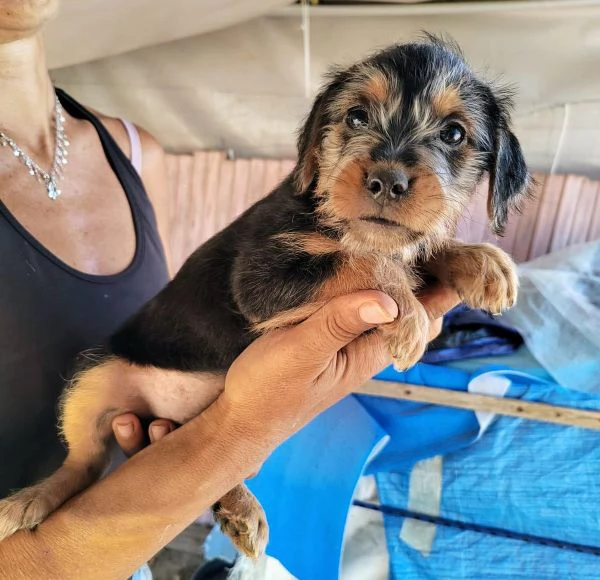 Cuccioli 2 mesi taglia media  | Foto 0