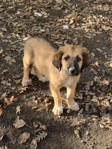 Cucciolo in adozione | Foto 3