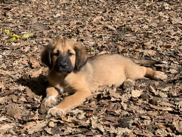 Cucciolo in adozione | Foto 2