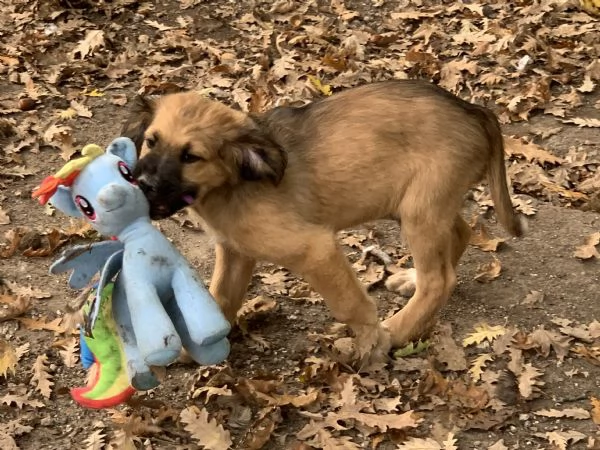 Cucciolo in adozione