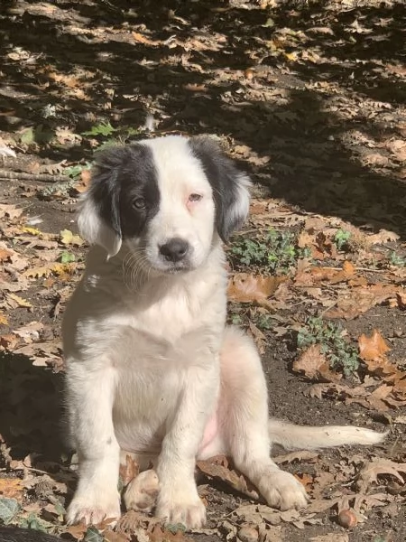 Cucciolo in adozione  | Foto 0