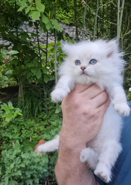 Cuccioli gatto siberiano PEDIGREE ALLEVAMENTO Wcf  | Foto 3