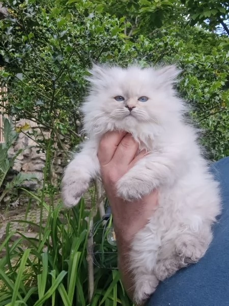 Cuccioli gatto siberiano PEDIGREE ALLEVAMENTO Wcf  | Foto 1