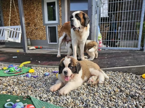 Cuccioli di San Bernardo in cerca di una nuova casa | Foto 2