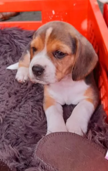 Disponibili bellissimi cuccioli di Beagle maschi e femmine | Foto 0