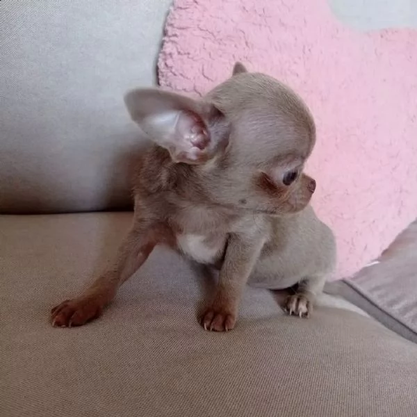 Vendita Chihuahua da Privato a Arezzo adorabili cuccioli di