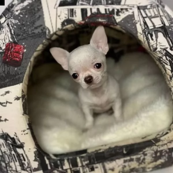 Vendita Chihuahua da Privato a Arezzo adorabili cuccioli di