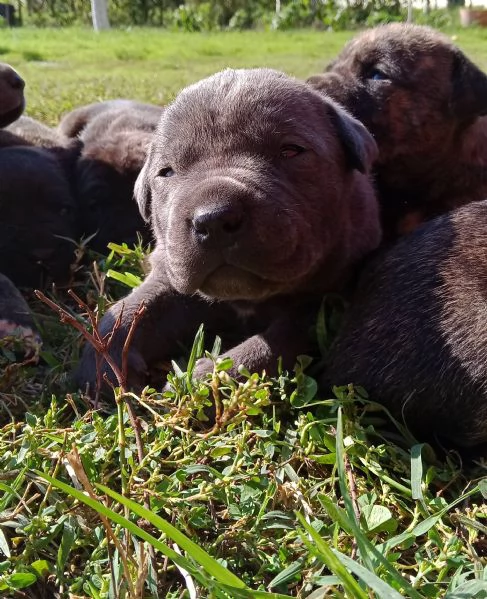 Cuccioli di Cane Corso con Pedigree | Foto 4