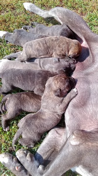 Cuccioli di Cane Corso con Pedigree | Foto 1