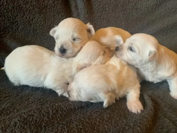 Cuccioli maltesi toy | Foto 3