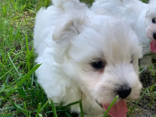 Cuccioli maltesi toy | Foto 2