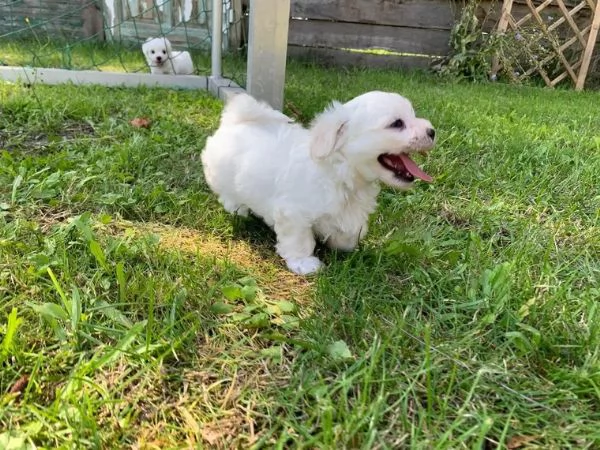 Cuccioli maltesi toy | Foto 1