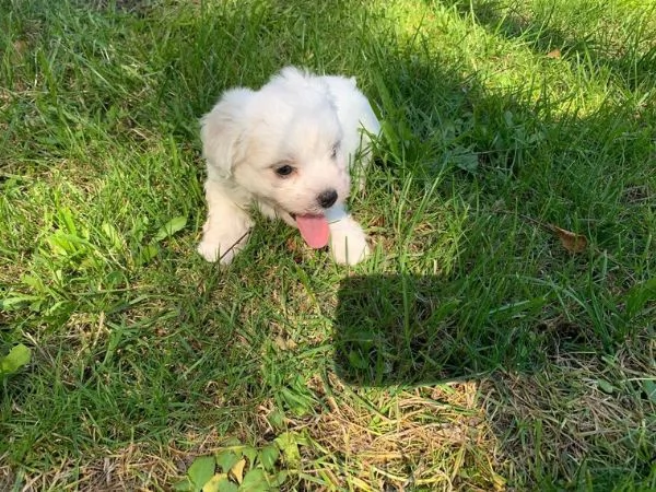 Cuccioli maltesi toy | Foto 0