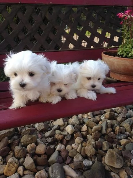 Cuccioli maltesi toy