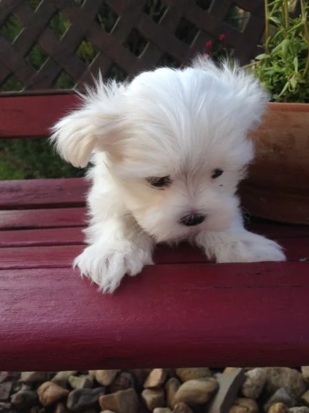 Cuccioli maltesi toy | Foto 0