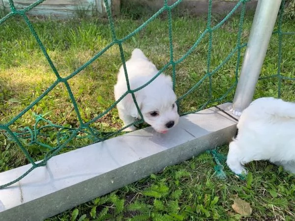 Cuccioli maltesi toy | Foto 2