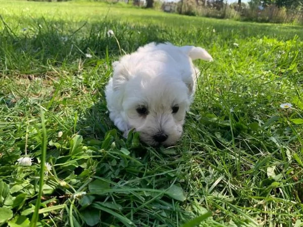 Cuccioli maltesi toy | Foto 1