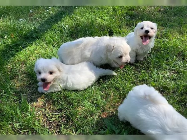 Cuccioli maltesi toy