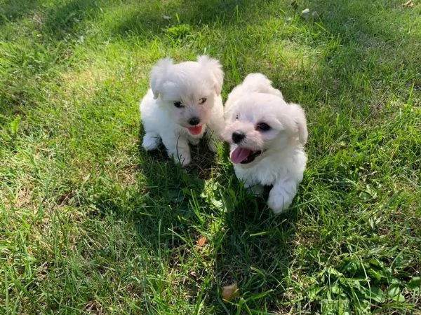 Cuccioli maltesi toy | Foto 0