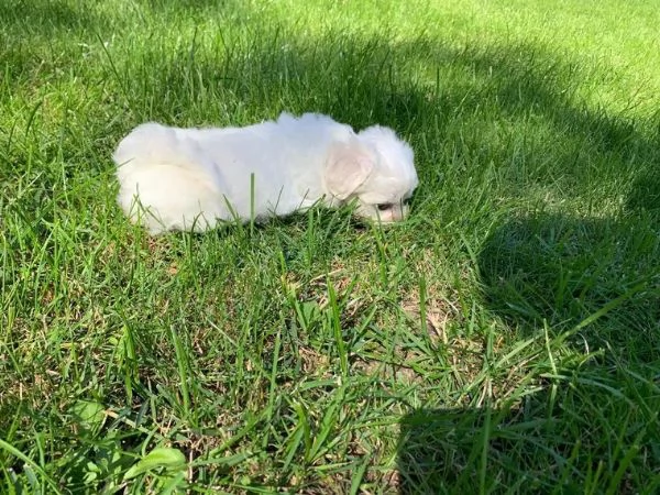 Cuccioli maltesi toy | Foto 2