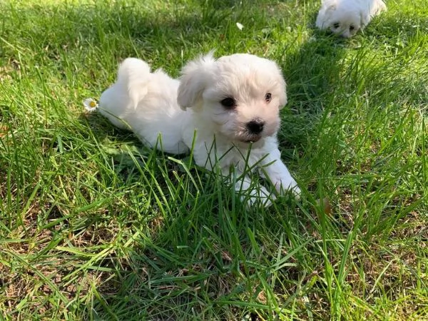 Cuccioli maltesi toy | Foto 4