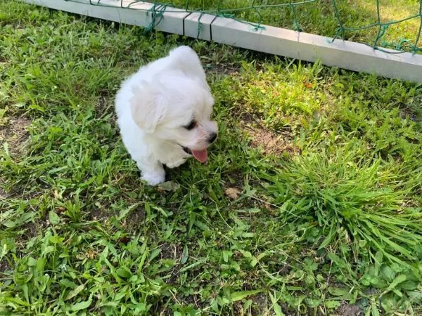 Cuccioli maltesi toy | Foto 1