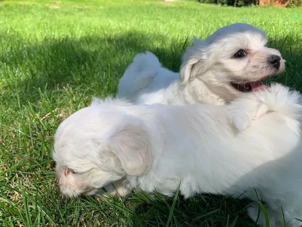 Cuccioli maltesi toy