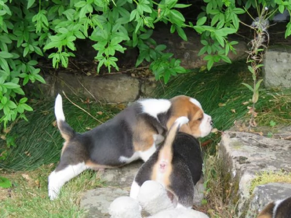 CUCCIOLI BEAGLE TRICOLORE | Foto 1