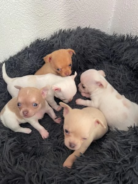 Cuccioli di chihuahua testa di mela | Foto 0