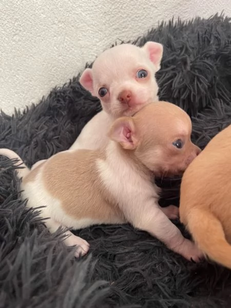 Cuccioli di chihuahua testa di mela