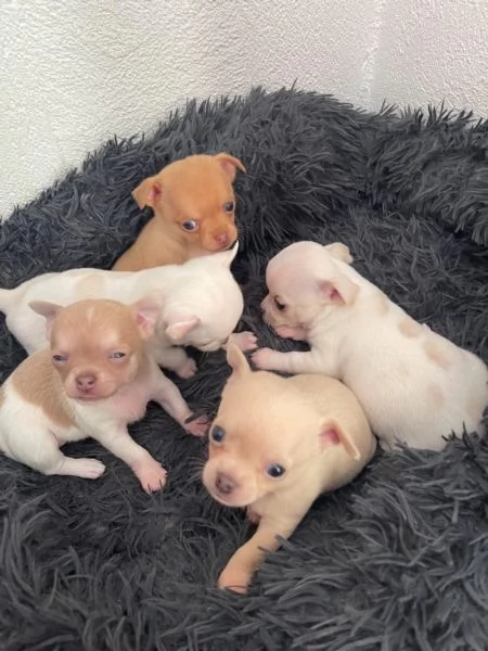 Cuccioli di chihuahua testa di mela