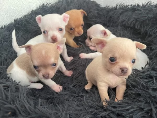 Cuccioli di chihuahua testa di mela | Foto 2