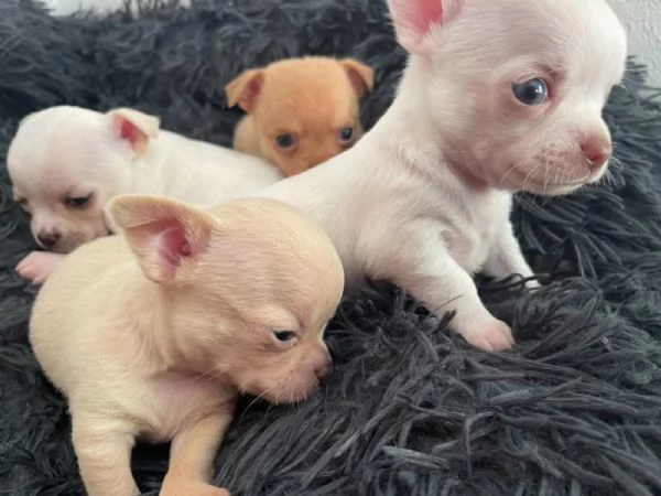 Cuccioli di chihuahua testa di mela | Foto 0