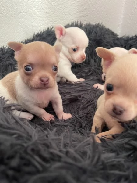 Cuccioli di chihuahua testa di mela | Foto 0