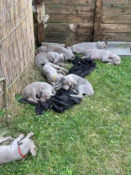 Cuccioli Weimaraner blu Di razza | Foto 2