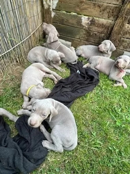 Cuccioli Weimaraner blu Di razza