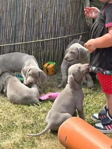 Cuccioli Weimaraner blu Di razza | Foto 1