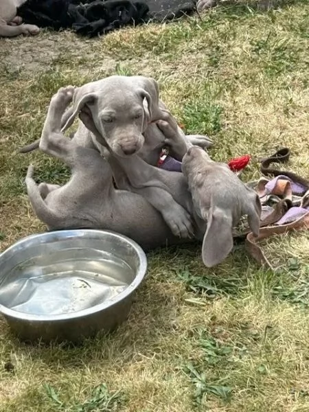 Cuccioli Weimaraner blu Di razza | Foto 0