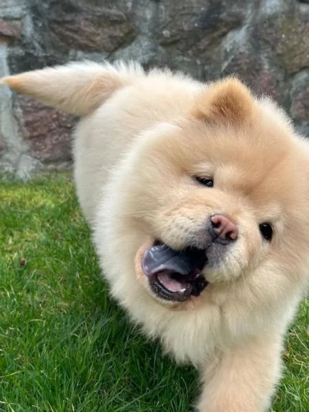 Fantastici Chow Chow maschi e femmine creme | Foto 2