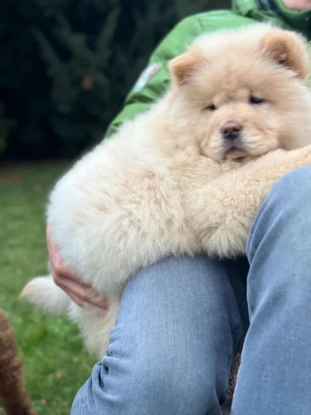 Stupendi cuccioli di Chow Chow | Foto 0