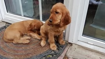 Bellissimi cuccioli di cocker spaniel inglese 