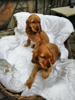 Bellissimi cuccioli di cocker spaniel inglese  | Foto 1