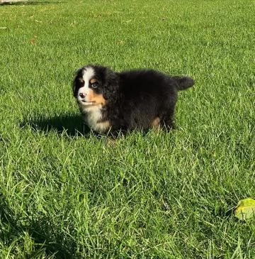 Meravigliosi cuccioli di Bovaro del Bernese