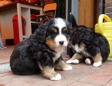 Meravigliosi cuccioli di Bovaro del Bernese | Foto 1